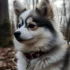 Pomsky Owners Association: Join The Community Of Pomsky Lovers