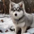 Bowtie Pomskies: The Adorable Designer Dogs You Need To Know About