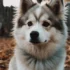 Pomsky Puppy Care: Essential Tips for Keeping Your Pomsky Healthy and Happy