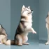 Where To Buy A Healthy Pomsky Puppy Near Me