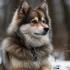 Everything You Need to Know About Full Grown Pomskies
