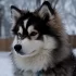 Pomsky Puppies Australia: Where to Find the Best Pomskies