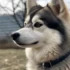 Adorable Pomsky Puppies Available in Maryland