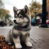 Pomsky Puppies for Sale in Miami: Find Your Perfect Companion