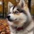 Pomsky Puppies for Sale in Miami: Find Your Perfect Companion