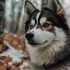 Pomsky Puppies for Sale in Orlando, FL
