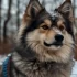 Pomsky Puppies Size: What to Expect from Your Adorable Furry Friend