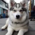 Pomsky Puppies UK: Finding the Right Breeder for Your New Furry Friend