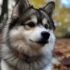 Pomsky Puppies Las Vegas: Where to Find Them and What to Expect