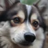 Top Pomsky Puppy Breeders to Consider for Your Next Furry Friend