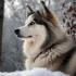 Pomsky Breeders in Switzerland: Where to Find Your Pomsky Pup