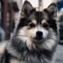 Pomskies with Two Different Colored Eyes: A Guide to Their Unique Appearance