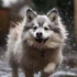 Taylor Alesia’s Pomsky: All You Need to Know About This Adorable Breed