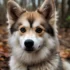 Top Teacup Pomsky Breeders for Your Miniature Furry Friend