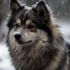 Teddy Bear Pomsky for Sale – Find Your Adorable Companion Today!