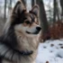 Teacup Pomsky Sale: Find Your Perfect Companion Today!