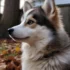 Find Your Furry Friend: Where to Buy Pomsky Puppies in Seattle