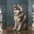 Adult Husky Pomsky Mix: The Ultimate Guide to Raising a Loving and Lively Pomsky