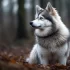 Adult Black Pomsky: Tips for Training and Socializing Your New Companion