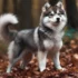 Can You Breed Two Pomskies? Understanding The Standards