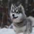 Can Pomskies Be Registered?