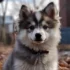 F2 Pomskies: Understanding The Personality Traits And Behavior
