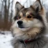 Black Pomskies: Everything You Need to Know about this Adorable Mixed Breed