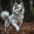 Adult Husky Pomsky Mix: The Ultimate Guide to Raising a Loving and Lively Pomsky