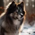 Adult Pomsky Adoption: Tips and Guidelines for Finding Your Perfect Companion