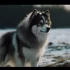 Understanding Adult Pomsky Weight: What to Expect as Your Pomsky Grows Up