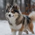 Adult Pomsky Aussie Mix: Everything You Need to Know