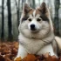 5 Things to Consider Before Adopting an Adult Teacup Pomsky