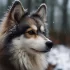 Pomsky Toy Adulto: Tips for Understanding the Size and Appearance