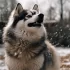 5 Things to Consider Before Adopting an Adult Teacup Pomsky