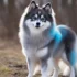 FAQs about Pomsky Fox