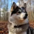 Finding The Perfect Pomsky Pup: Tips For Choosing The Right Breeder