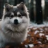 ¿Cuál es el precio de un perro Pomsky?
