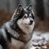 Expert Advice on Picking the Perfect Pomsky Puppy for Your Home