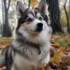 Pomskies Under $500: How to Find Your Perfect Furry Friend
