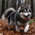 Affordable Pomskies: How to Find a Budget-Friendly Designer Dog