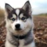 Where to Find Cheap Pomskies for Sale