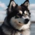 Adopting a Pomsky: Tips for Finding the Right Rescue or Adoption Agency