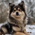 Aiden Petfinder: Find Your Perfect Pomsky Companion