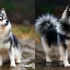 Agouti Pomsky Puppies for Sale: Find Your New Furry Friend Today!