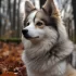 Discover the Unique Personality Traits of Akita Pomskies and Chow Mixes