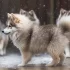Discover the Unique Personality Traits of Akita Pomskies and Chow Mixes
