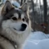 Alabama Pomsky Facebook Group: Meet the Cutest Pomskies in Alabama