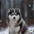 Akita Pomsky Mixed Puppies: What You Need to Know