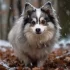Alabama Pomsky Facebook Group: Meet the Cutest Pomskies in Alabama