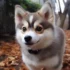Do Pomskies Like To Cuddle?